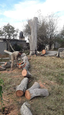 Poda de Arboles Angel