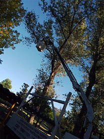 Poda de Arboles Angel