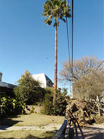 Poda de Arboles Angel