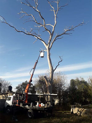 Poda de Arboles Angel