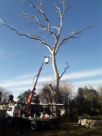 Poda de Arboles Angel