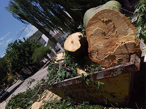 Poda de Arboles Angel