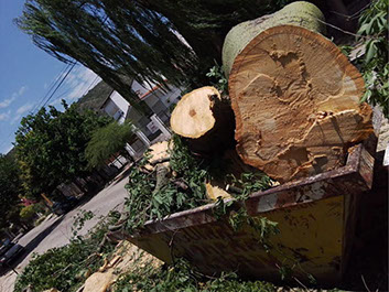 Poda de Arboles Angel