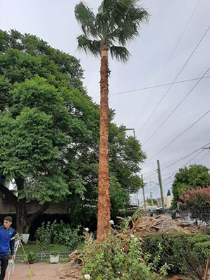Poda de Arboles Angel