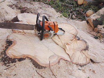 Poda de Arboles Angel