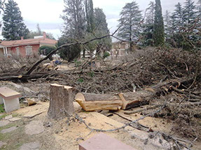 Poda de Arboles Angel