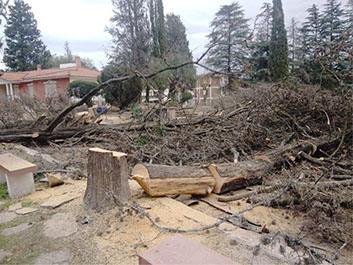Poda de Arboles Angel