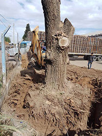 Poda de Arboles Angel