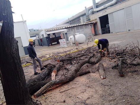 Poda de Arboles Angel