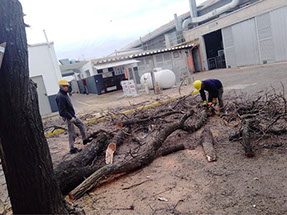Poda de Arboles Angel