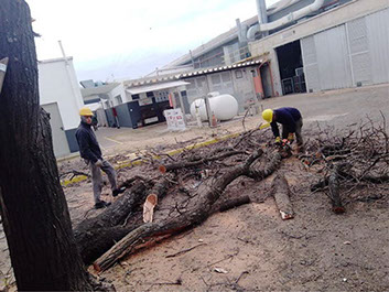 Poda de Arboles Angel