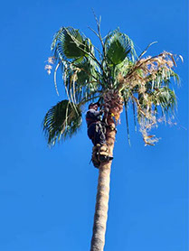 Poda de Arboles Angel